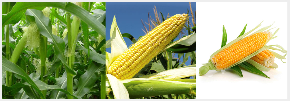 About Balamurugan Traders