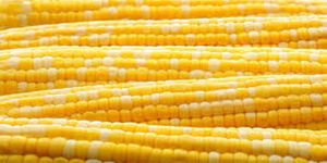 Maize Export From India